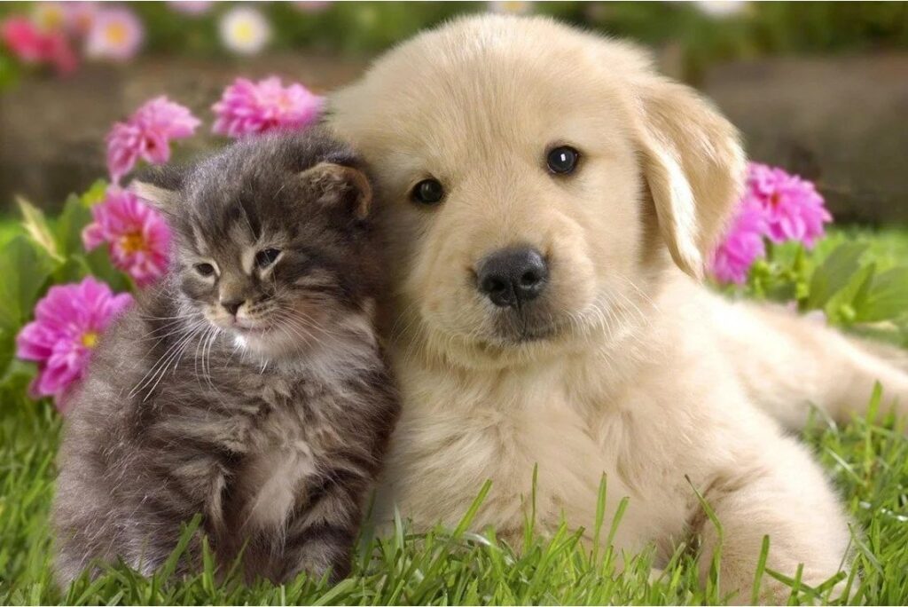 Happy dog and cat with PetiCure natural pet care products
